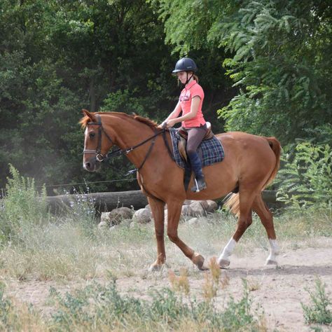 Reitstunden in Körbelitz