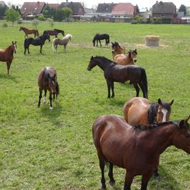 Impression von unserem Land- und Reiterhof in Körbelitz