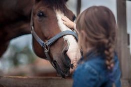 Pferd wird gestreichelt